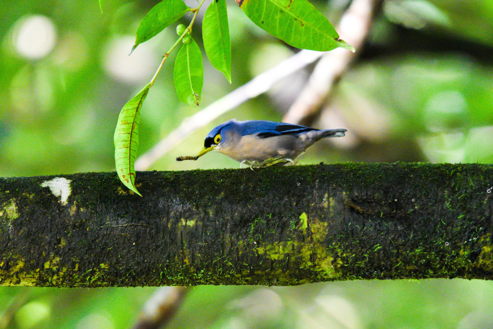 image Sulphur-billed Nuthatch